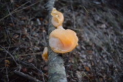 Aleurodiscus vitellinus