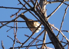 Zonotrichia leucophrys