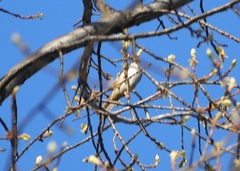 Zonotrichia leucophrys