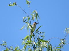 Acrocephalus orientalis