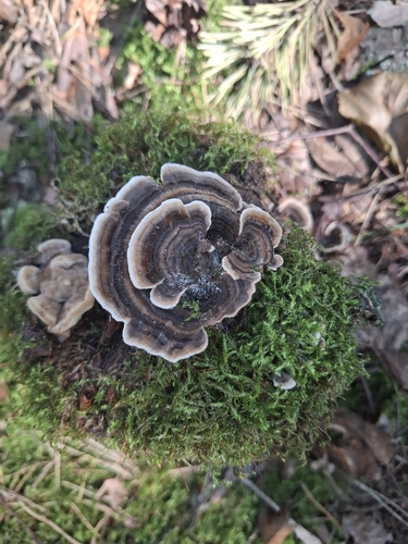 turkey-tail