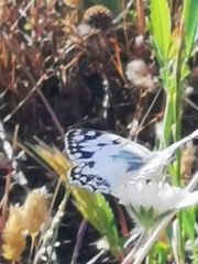 Melanargia titea