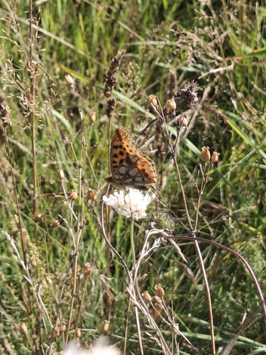 Queen of Spain Fritillary