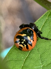 Synema globosum