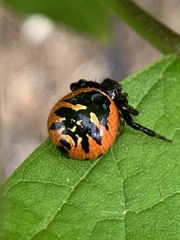 Synema globosum
