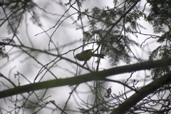 Icterus graceannae