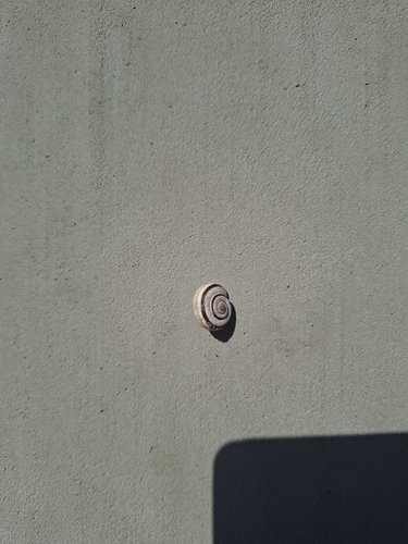 Eastern Heath Snail