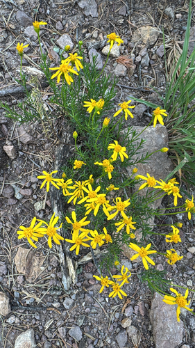 Chrysactinia mexicana, 2026-08-13