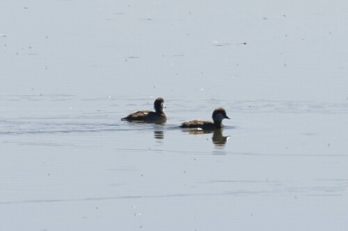 Horned Grebe