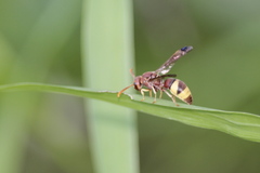 Antodynerus punctatipennis