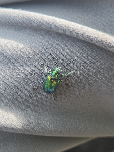 Dogbane Leaf Beetle