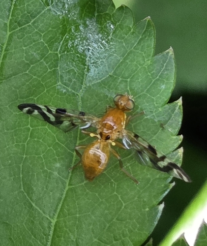 Coltsfoot Fly