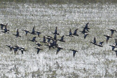 Blue-winged Teal