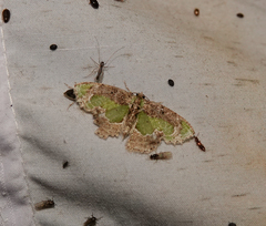 Eucyclodes discipennata