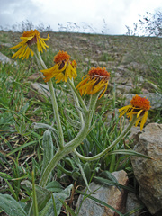 Tephroseris lindstroemii