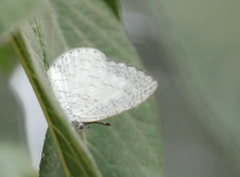 Spalgis lemolea lemolea