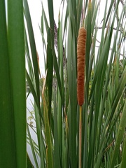Typha domingensis, photograph (c) Ricard Busquets Reverte, some rights reserved (CC BY)