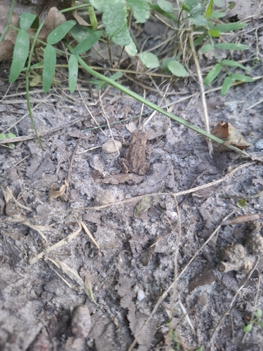European Toad