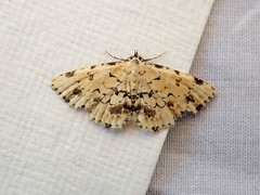 Sandava scitisignata