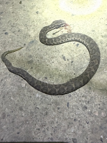 Short-tailed Mamushi