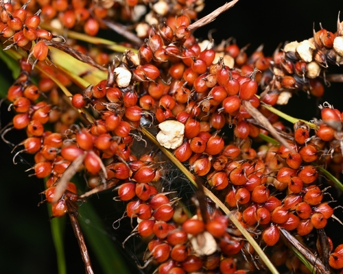 Carex baccans observed 2026-08-12