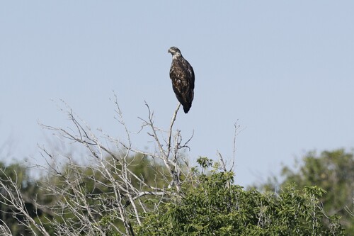 Bald Eagle