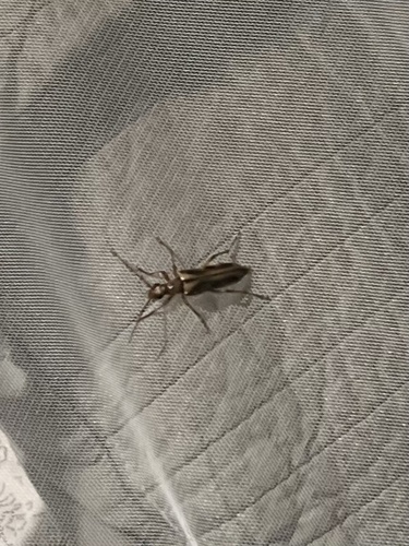 iNaturalist observation photo of Ortholeptura