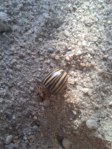 Colorado Potato Beetle