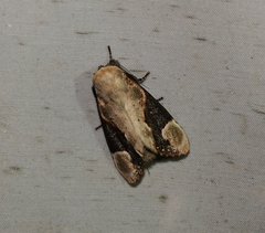 Formofentonia orbifer