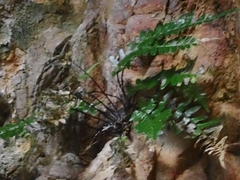 Asplenium marinum, photograph author not stated, no rights reserved