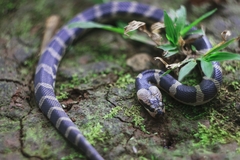 Homalopsis buccata