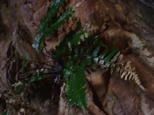 Asplenium marinum, photograph 4