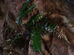 Asplenium marinum, photograph author not stated, no rights reserved