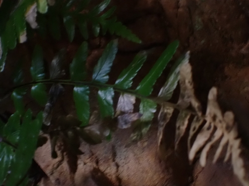 Asplenium marinum, photograph 5