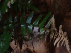 Asplenium marinum, photograph author not stated, no rights reserved