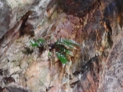 Asplenium marinum, photograph author not stated, no rights reserved