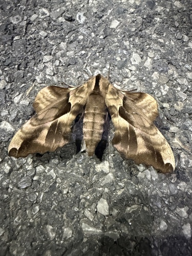 Phyllosphingia dissimilis