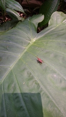 Metaprodioctes formosanus