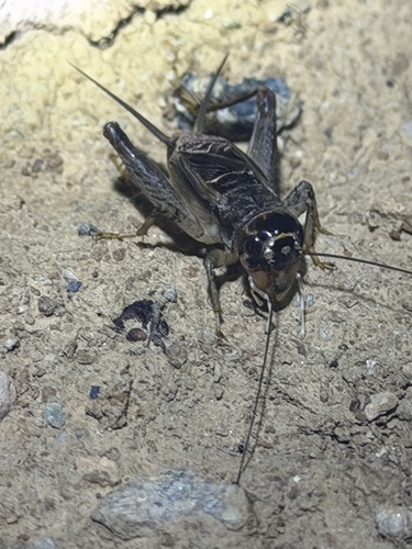 Japanese Burrowing Cricket