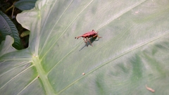 Metaprodioctes formosanus