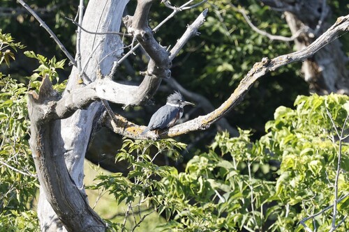 Belted Kingfisher