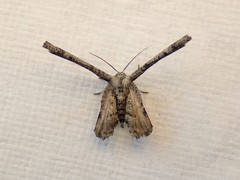 Phazaca interrupta