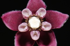(c) Brian Finzel, some rights reserved (CC BY-SA) Asclepias cordifolia, photograph (c) Brian Finzel, some rights reserved (CC BY-SA)
