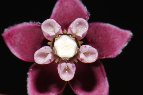 Asclepias cordifolia, photograph 2