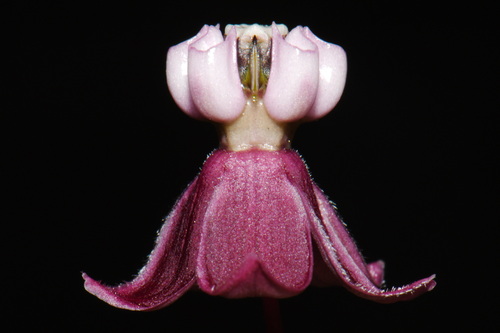 Asclepias cordifolia, photograph 4