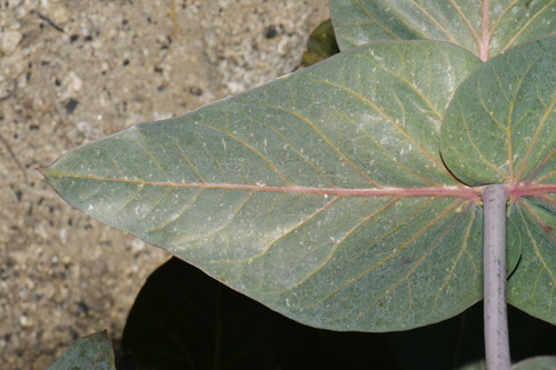 Asclepias cordifolia, photograph 6
