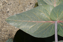 Asclepias cordifolia, photograph (c) Brian Finzel, some rights reserved (CC BY-SA)