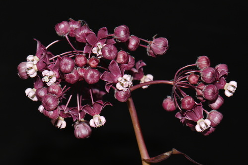 Asclepias cordifolia, photograph 3