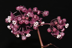 (c) Brian Finzel, some rights reserved (CC BY-SA) Asclepias cordifolia, photograph (c) Brian Finzel, some rights reserved (CC BY-SA)