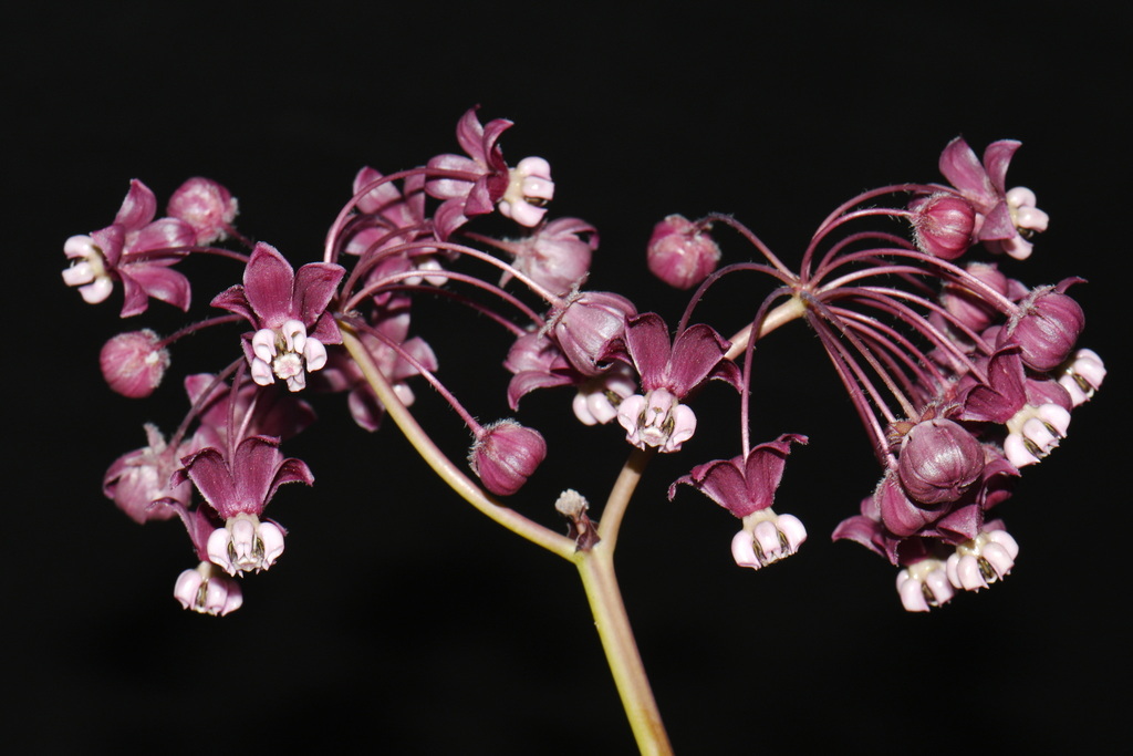 Asclepias cordifolia; photograph (c) Brian Finzel, some rights reserved (CC BY-SA)